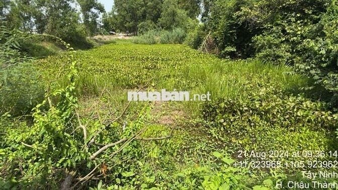 Đất sổ sẵn 2500m Châu Thành Tây Ninh