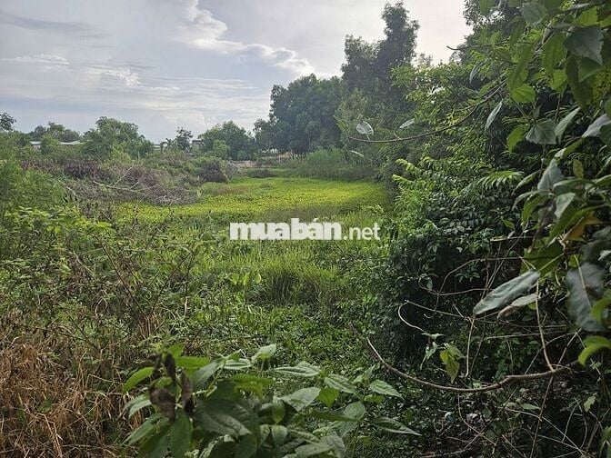 Đất sổ sẵn 2500m Châu Thành Tây Ninh