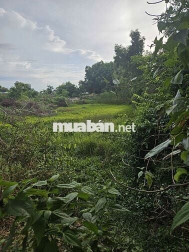 Đất sổ sẵn 2500m Châu Thành Tây Ninh