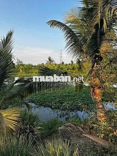 ĐẤT THỔ GIA RẺ NGUYỄN VĂN QUÁ LỢI BÌNH NHƠN