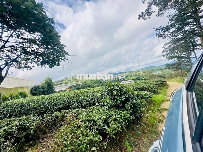 Chính chủ bán đất  view điện gió săn mây Cầu Đất nét 2 tỷ 5 - 855m