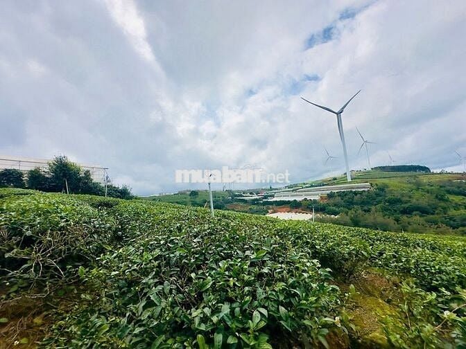 Chính chủ bán đất  view điện gió săn mây Cầu Đất nét 2 tỷ 5 - 855m