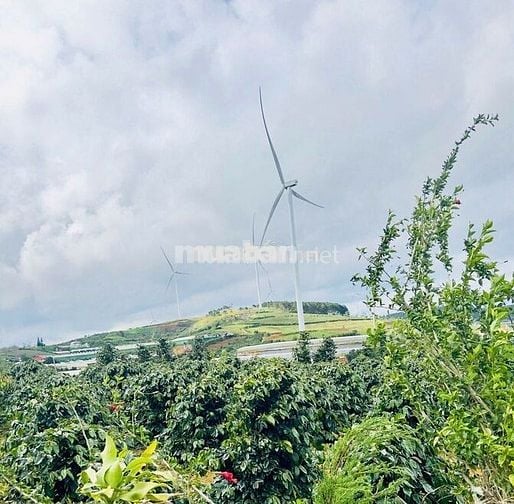 Chính chủ bán đất  view điện gió săn mây Cầu Đất nét 2 tỷ 5 - 855m