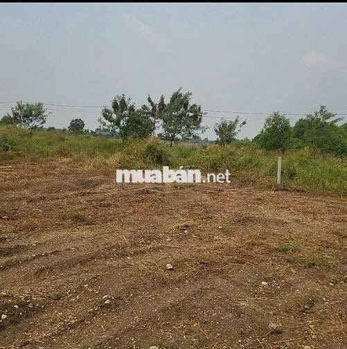 Bán đất vườn kcn Đất Đỏ. Dt 1800m2 có 80m mặt tiền giá chỉ 1,65 tỷ