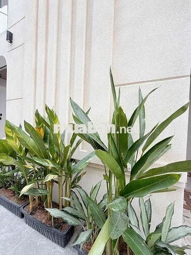 CĂN HỘ DỊCH VỤ 4 TẦNG ĐƯỜNG 22 LINH ĐÔNG