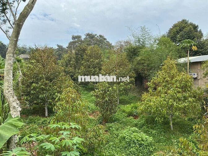 Nhà ở nông thôn + 1789,8m2 DA QH trung tâm xã mới ( đã có thông báo)