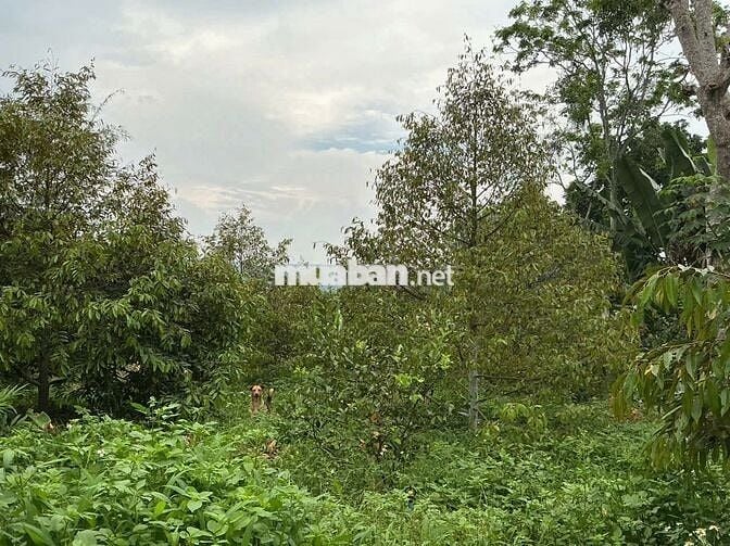 Nhà ở nông thôn + 1789,8m2 DA QH trung tâm xã mới ( đã có thông báo)