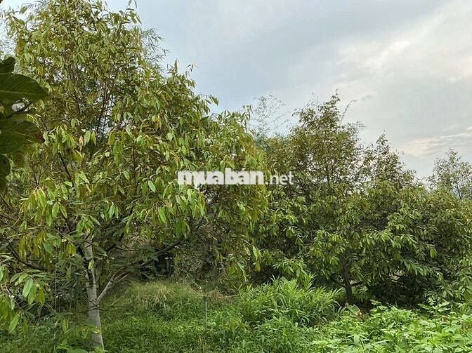 Nhà ở nông thôn + 1789,8m2 DA QH trung tâm xã mới ( đã có thông báo)