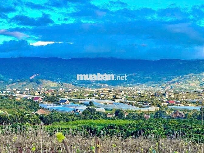 Cần bán gấp lô đất sát homestay Ovi farm giá 980 triệu