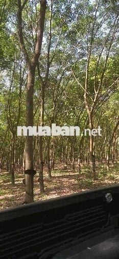 9 mẫu rưỡi hòa thanh Châu Thành, mặt tiền 590 mét ,