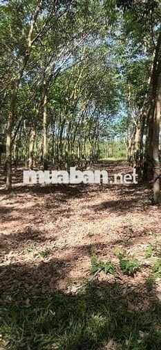 9 mẫu rưỡi hòa thanh Châu Thành, mặt tiền 590 mét ,