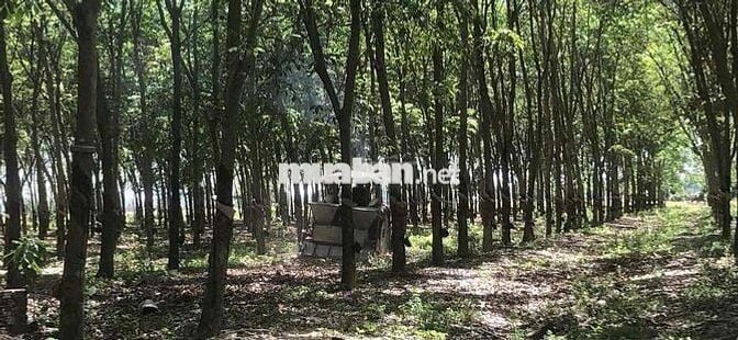 9 mẫu rưỡi hòa thanh Châu Thành, mặt tiền 590 mét ,