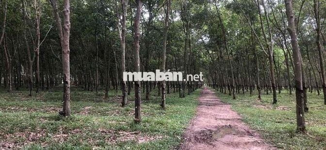 9 mẫu rưỡi hòa thanh Châu Thành, mặt tiền 590 mét ,