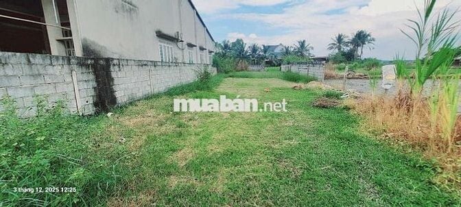 Bán Lô Đất Đẹp - Mặt Tiền Đường TRẦN THỊ TUA - CỦ CHI - 387m² - 3,1 TỶ