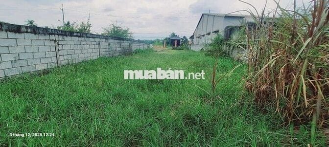 Bán Lô Đất Đẹp - Mặt Tiền Đường TRẦN THỊ TUA - CỦ CHI - 387m² - 3,1 TỶ