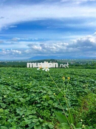 BÁN LÔ ĐẤT 1000m²  – TÂN HÀ, LÂM HÀ
Giá chỉ 750 triệu