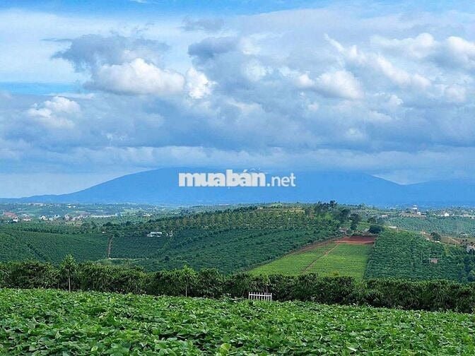 BÁN LÔ ĐẤT 1000m²  – TÂN HÀ, LÂM HÀ
Giá chỉ 750 triệu