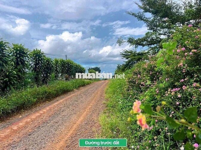 BÁN LÔ ĐẤT 1000m²  – TÂN HÀ, LÂM HÀ
Giá chỉ 750 triệu