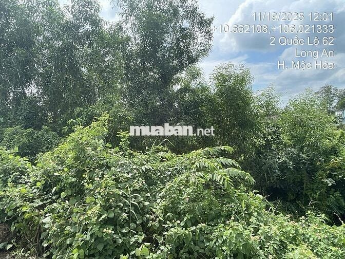 BÁN ĐẤT MẶT TIỀN QL 62, XÃ TÂN LẬP, MỘC HÓA, LONG AN. SỔ ĐỎ CHÍNH CHỦ
