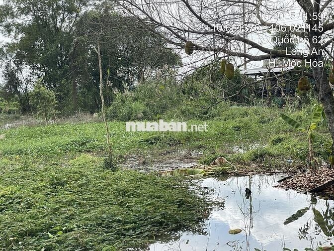 BÁN ĐẤT MẶT TIỀN QL 62, XÃ TÂN LẬP, MỘC HÓA, LONG AN. SỔ ĐỎ CHÍNH CHỦ