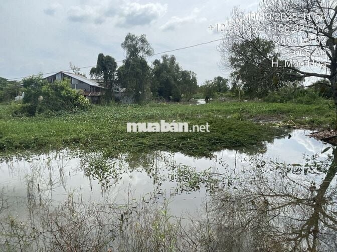 BÁN ĐẤT MẶT TIỀN QL 62, XÃ TÂN LẬP, MỘC HÓA, LONG AN. SỔ ĐỎ CHÍNH CHỦ