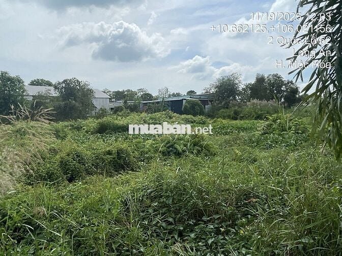 BÁN ĐẤT MẶT TIỀN QL 62, XÃ TÂN LẬP, MỘC HÓA, LONG AN. SỔ ĐỎ CHÍNH CHỦ