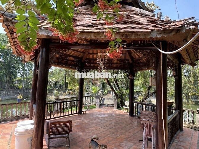 Biệt thự vườn 2.700m² Tân Thông Hội, Củ Chi - Giá thuê rẻ 20Tr, hồ bơi