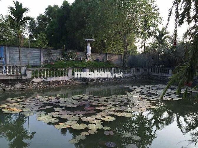 Biệt thự vườn 2.700m² Tân Thông Hội, Củ Chi - Giá thuê rẻ 20Tr, hồ bơi