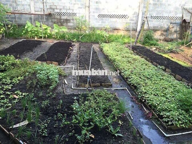 Biệt thự vườn 2.700m² Tân Thông Hội, Củ Chi - Giá thuê rẻ 20Tr, hồ bơi