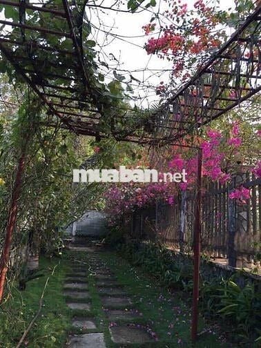 Biệt thự vườn 2.700m² Tân Thông Hội, Củ Chi - Giá thuê rẻ 20Tr, hồ bơi