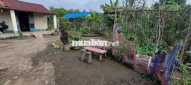 Bán 1 lô đất vườn trái cây An Tây Bến Cát Bình Dương cũ