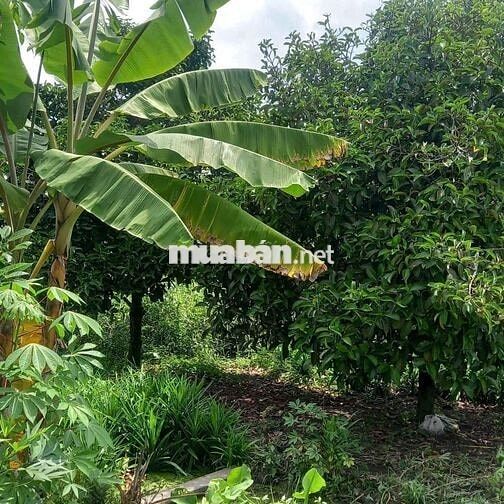 Bán 1 lô đất vườn trái cây An Tây Bến Cát Bình Dương cũ