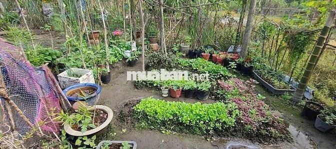 Bán 1 lô đất vườn trái cây An Tây Bến Cát Bình Dương cũ