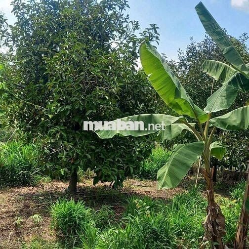 Bán 1 lô đất vườn trái cây An Tây Bến Cát Bình Dương cũ
