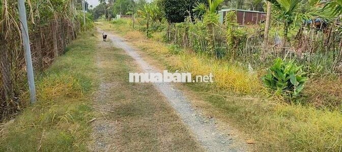 Bán 1 lô đất vườn trái cây An Tây Bến Cát Bình Dương cũ