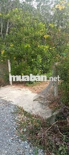 Bán đất tặng nhà gần KCN Hiệp Thạnh