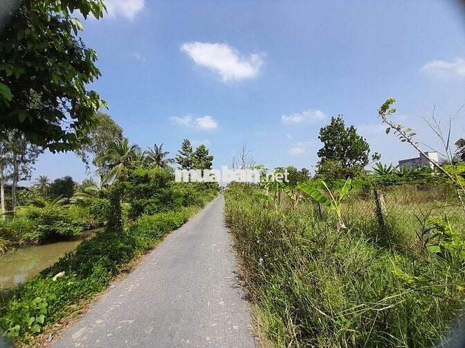 THỔ CƯ & ĐẤT TRỒNG CÂY GÒ CÔNG TÂY