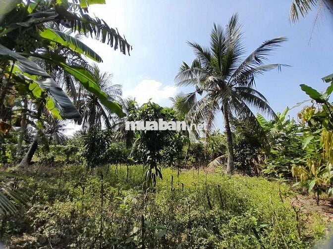 THỔ CƯ & ĐẤT TRỒNG CÂY GÒ CÔNG TÂY