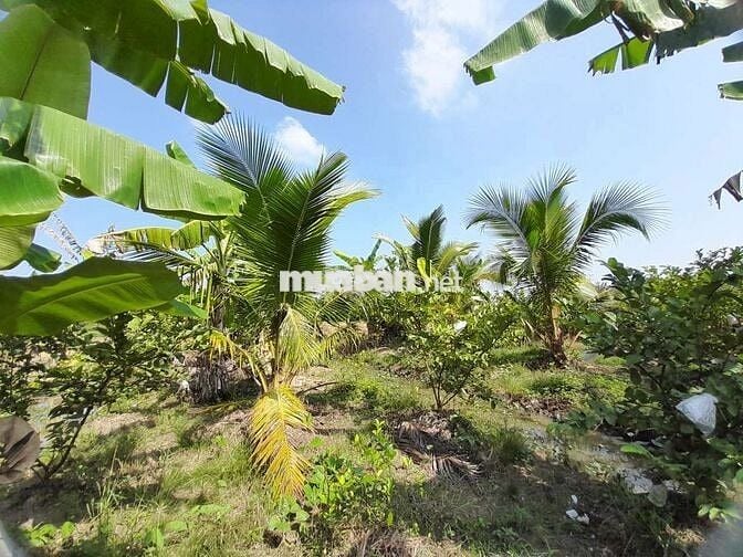 THỔ CƯ & ĐẤT TRỒNG CÂY GÒ CÔNG TÂY