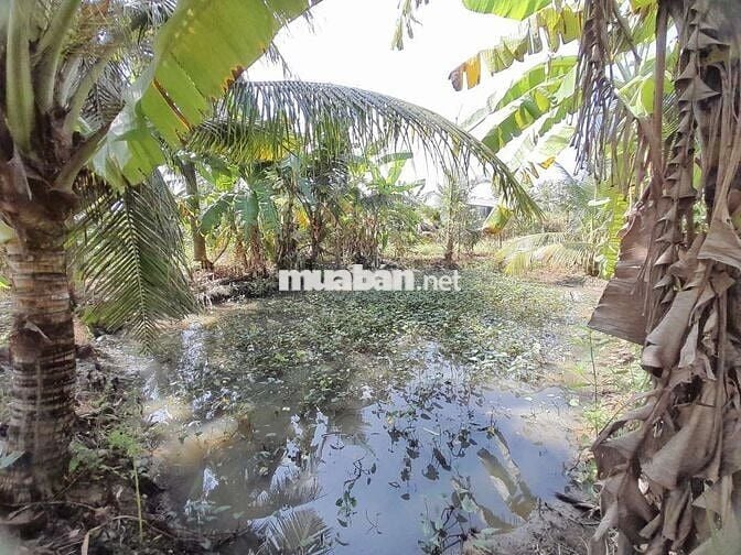 THỔ CƯ & ĐẤT TRỒNG CÂY GÒ CÔNG TÂY