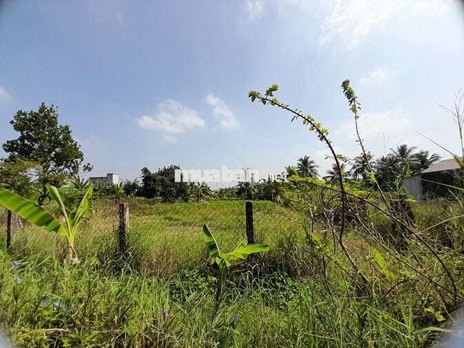 THỔ CƯ & ĐẤT TRỒNG CÂY GÒ CÔNG TÂY