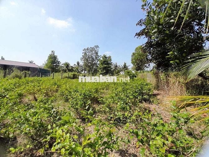 THỔ CƯ & ĐẤT TRỒNG CÂY GÒ CÔNG TÂY