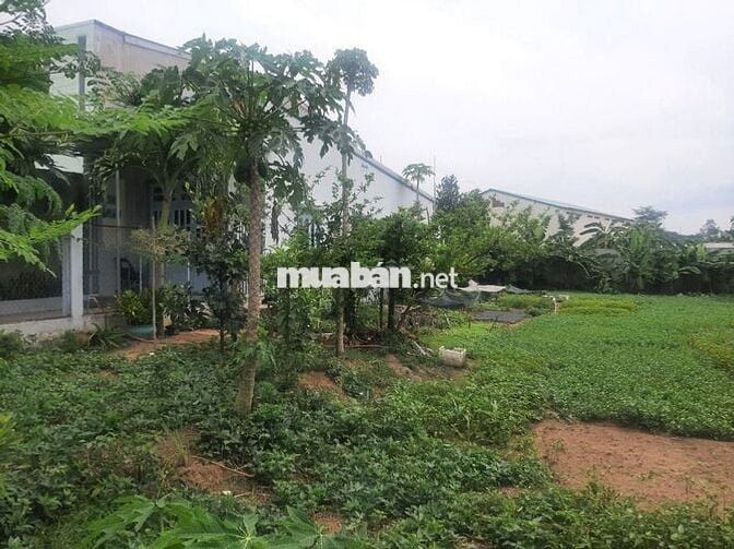 Bán nhà cấp 4 + kho hàng nhỏ 380m2, , Đường DX38