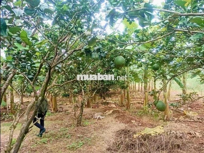 Sẵn vườn bưới đang cho mùa thu hoạch giá rẻ