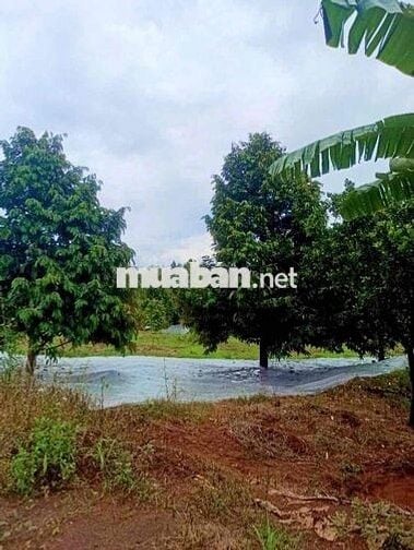 Sẵn vườn bưới đang cho mùa thu hoạch giá rẻ