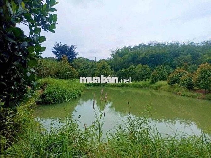 Sẵn vườn bưới đang cho mùa thu hoạch giá rẻ