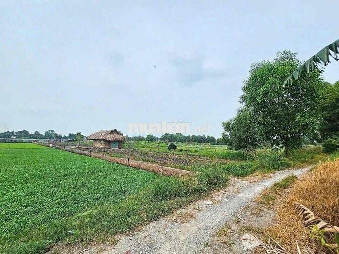 e chính chủ cần bán nhà vườn thới tam thôn hóc môn.