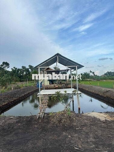 e chính chủ cần bán nhà vườn thới tam thôn hóc môn.