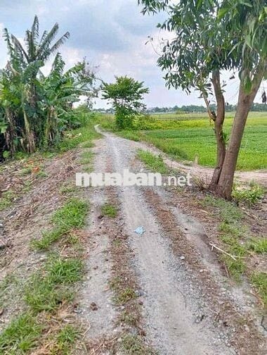 e chính chủ cần bán nhà vườn thới tam thôn hóc môn.