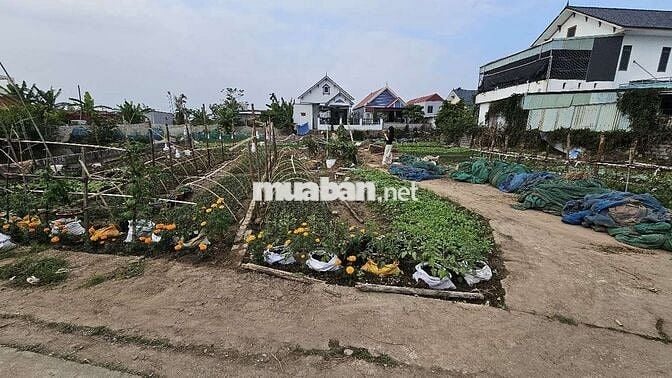 Nợ nần cần bán lúa non mua từ 2021